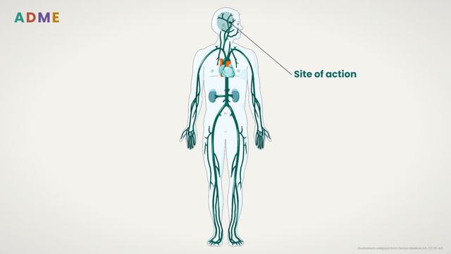 What is ADME?