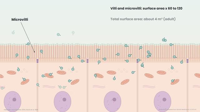 The small intestine