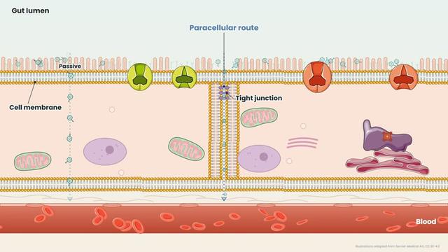 Crossing the gut wall