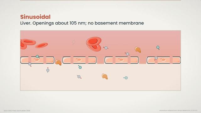 The capillary wall
