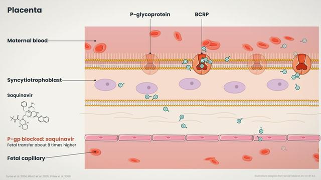 The blood-brain barrier and the placenta