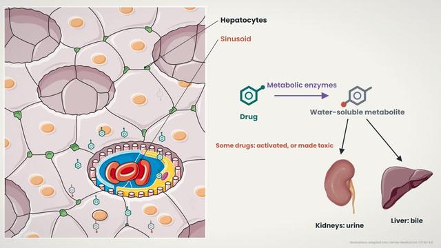 What is metabolism?