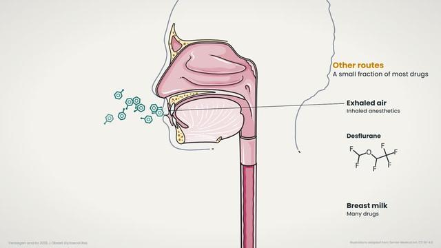 Routes of excretion