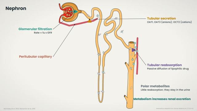 The kidney