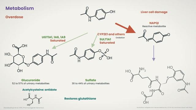 Metabolism and overdose