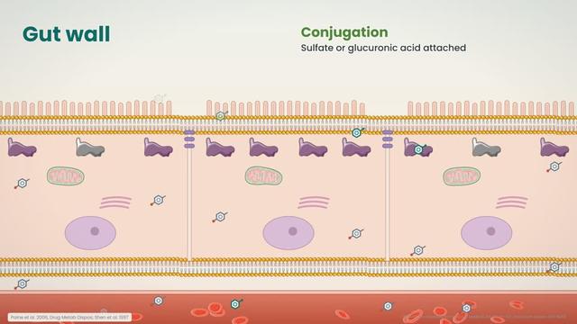 The gut wall