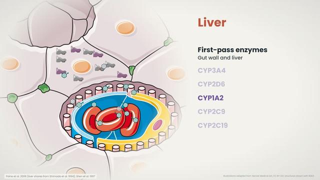 The liver