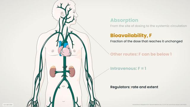 What is bioavailability?