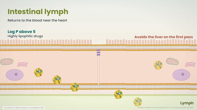 Intestinal lymph
