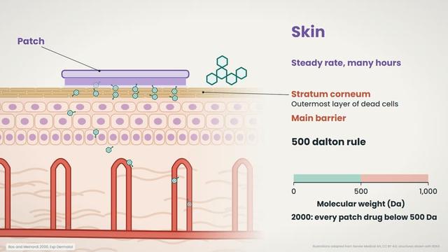 The skin