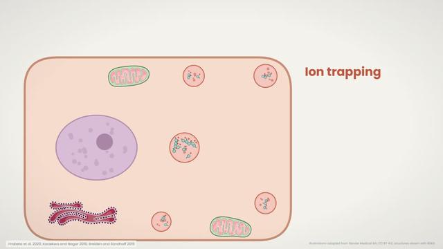 Trapping in lysosomes