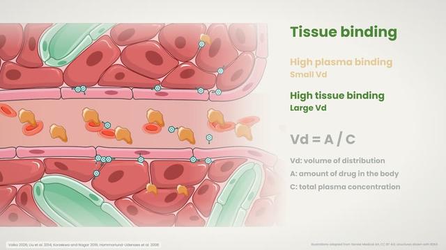 Distribution into tissues