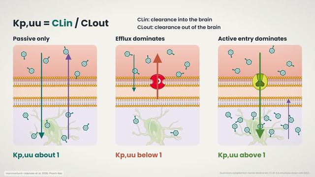 Kp,uu and clearance