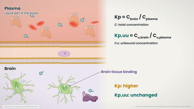Binding to brain tissue