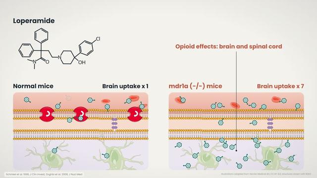Loperamide in mice