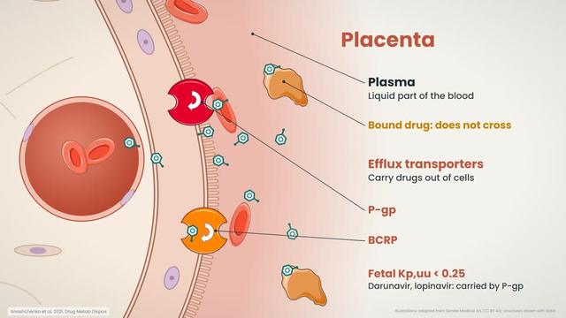 The placenta