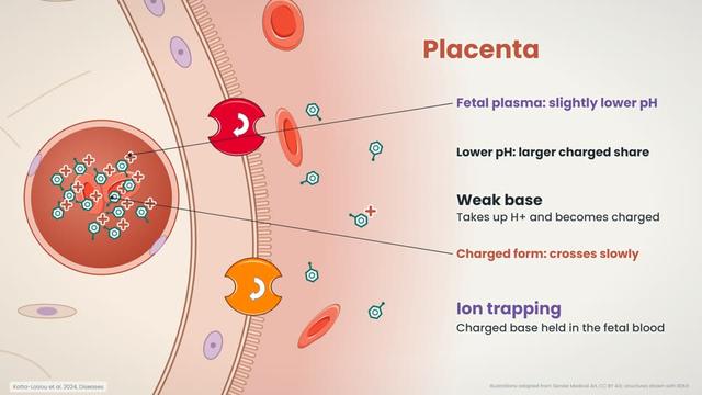 Ion trapping in the fetus
