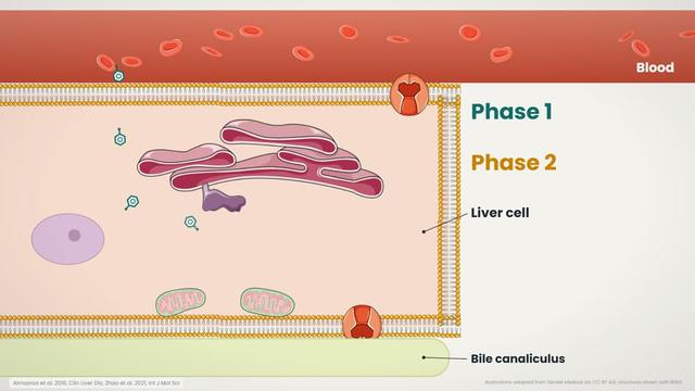 Metabolism and elimination