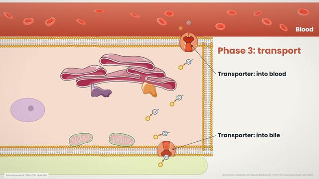 Transport of conjugates
