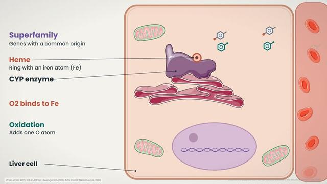 What are CYP enzymes?