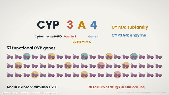 CYP names