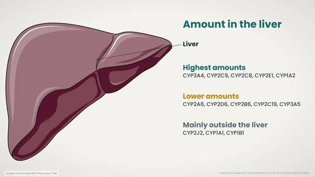 Amount in the liver