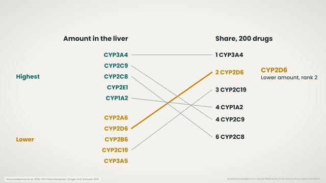 Share of drug metabolism
