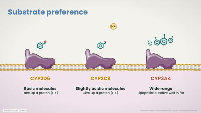 Substrate preference
