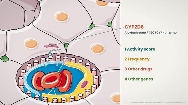Metabolizer groups