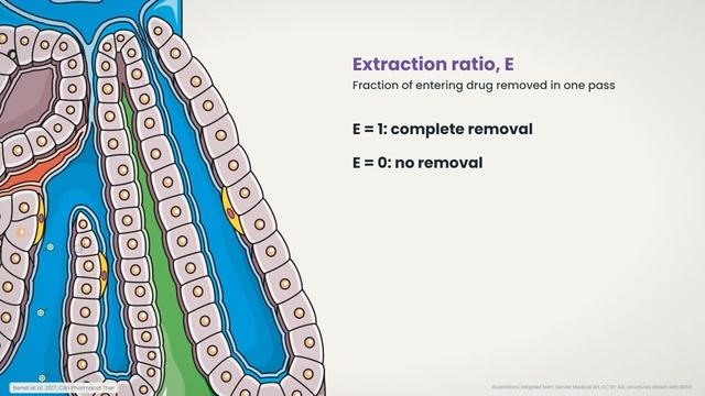 Hepatic clearance and extraction