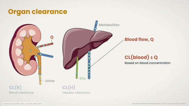 Organ clearance