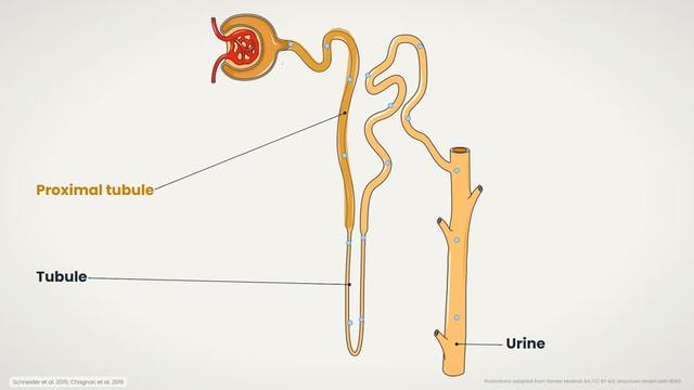 The nephron