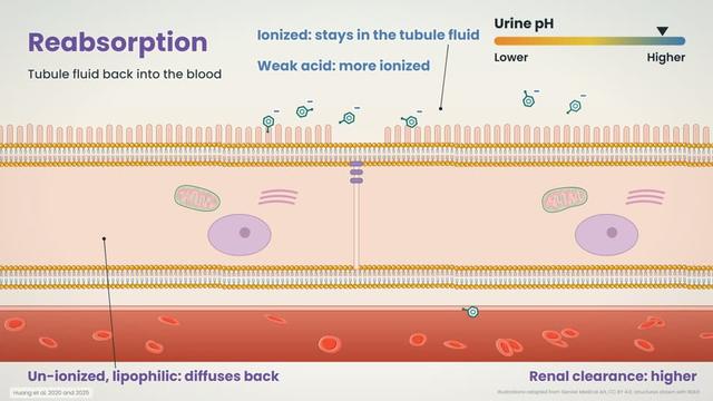 Reabsorption