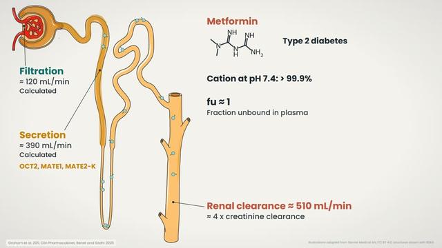 Metformin