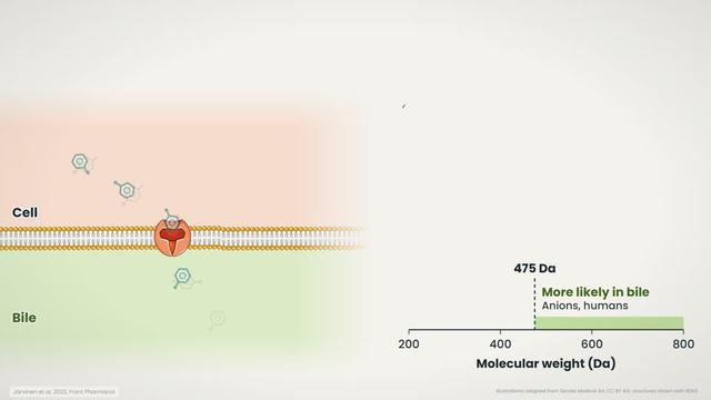 Bile and biliary excretion