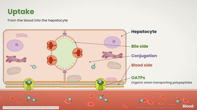 Uptake into the hepatocyte