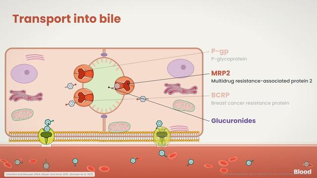 Transport into bile