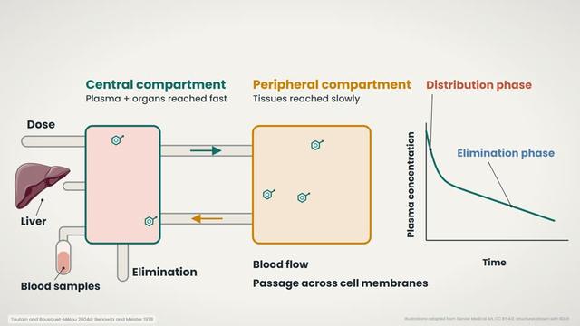 Distribution and elimination phases