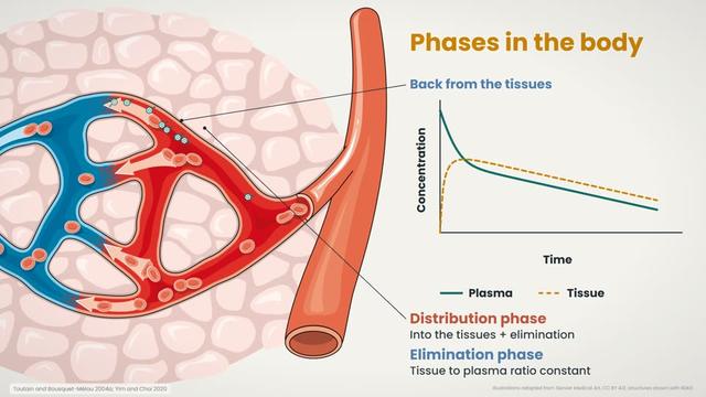 What each phase means in the body