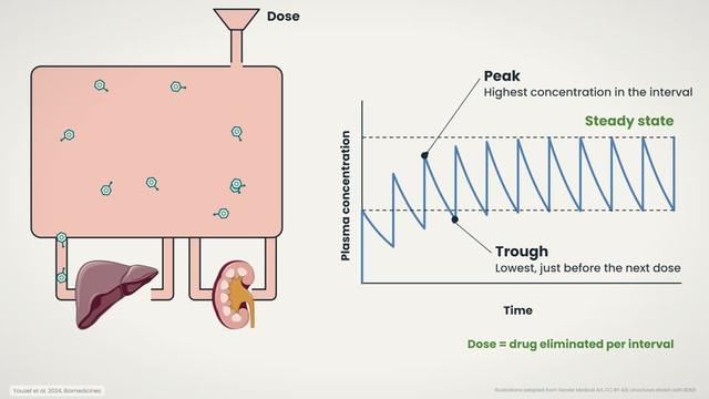 Peak, trough and steady state