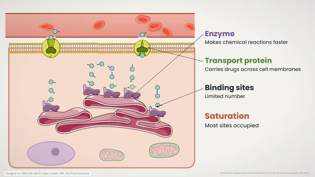 Nonlinear pharmacokinetics and saturation