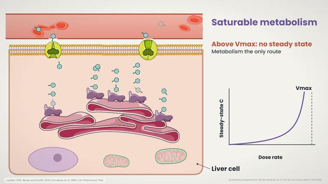 Saturable metabolism