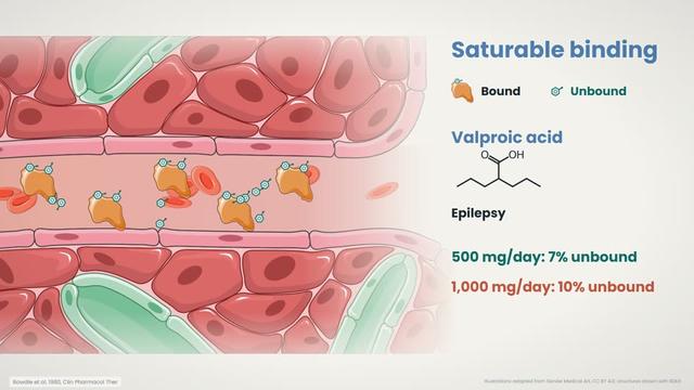 Saturable binding to plasma proteins