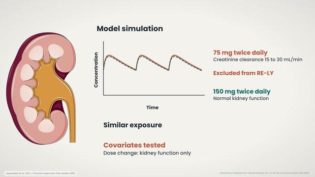 Simulation for kidney function