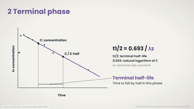 Terminal phase and half-life