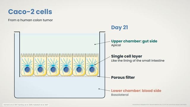 Microsomes, hepatocytes and Caco-2 cells