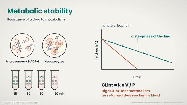 Metabolic stability