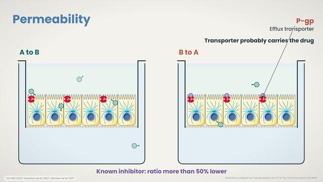 Permeability