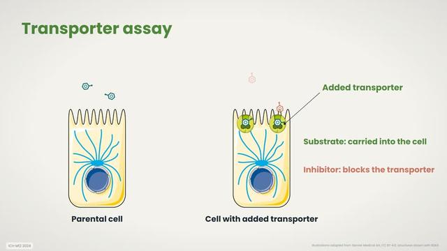 CYP inhibition and the transporter assay