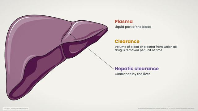 In vitro, in vivo and IVIVE